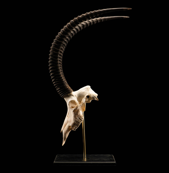 Splitting Image Taxidermy - SABLE SKULL BLEACH PEDESTAL