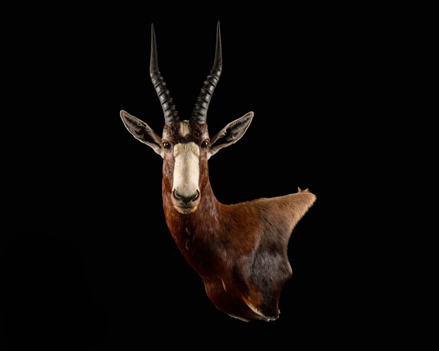 Taxidermy Projects - Splitting Image Taxidermy