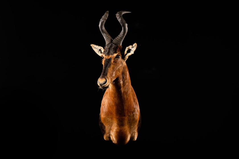 Splitting Image Taxidermy - HARTEBEEST SHOULDER MOUNT 2024